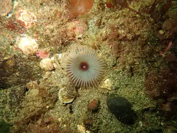 Slime Tube Feather Duster Worm