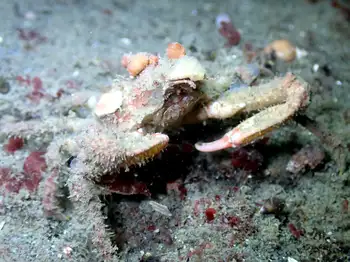Moss Crab