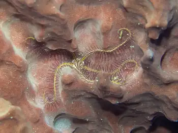 Sponge Brittle Star