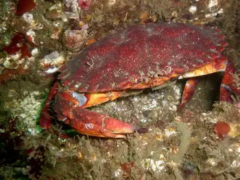 Red Rock Crab
