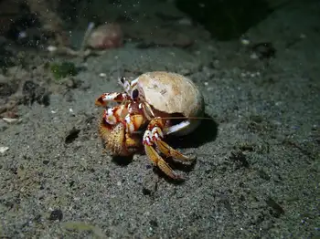 blackeyed hermit crab