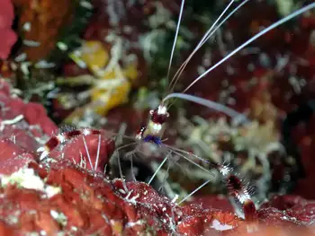 Banded Coral Shrimp