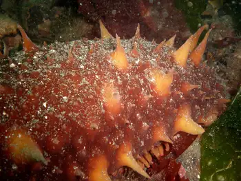 California Sea Cucumber
