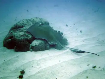 Stingray