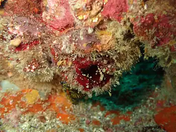 Coral