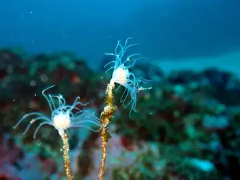 Ectopleura integra Hydroid