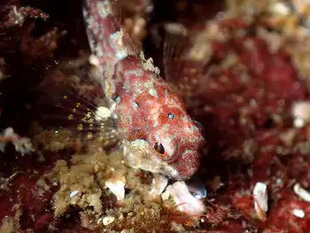Sculpin