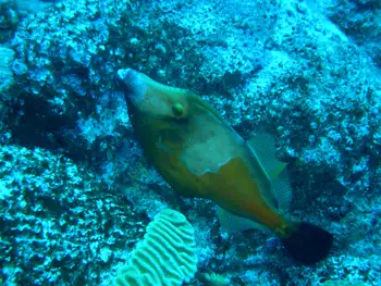 queen triggerfish