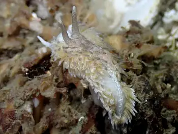 shaggy mouse nudibranch