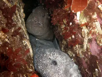 Wolf Eels