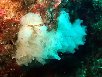 Sponge
