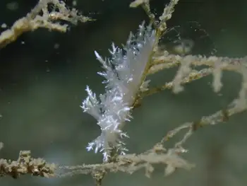Dall's Dendronotid