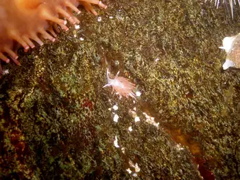 Horned Nudibranch