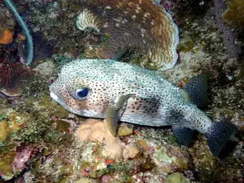 Balloonfish