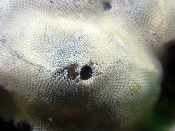 kelp lace bryozoan