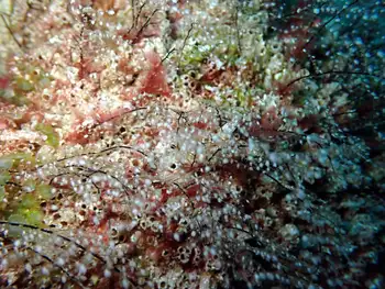 Pennaria disticha Hydroids