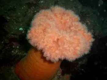 Metridium Anemone