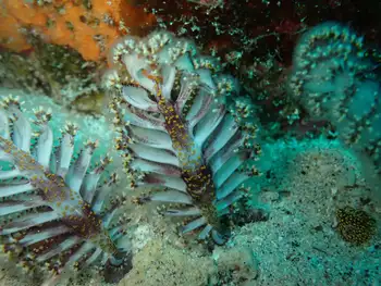 Ptilosarcus undulatus Sea Pens