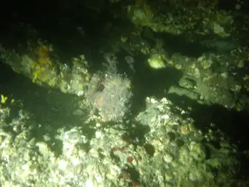 Red Octopus