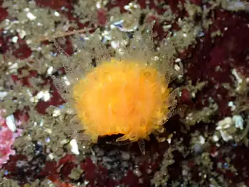 Orange Cup Coral