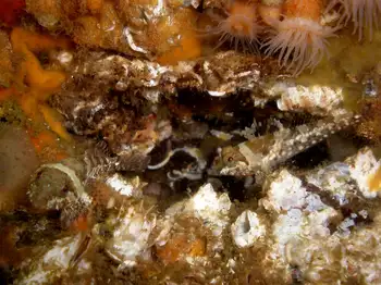 Thornback Sculpins