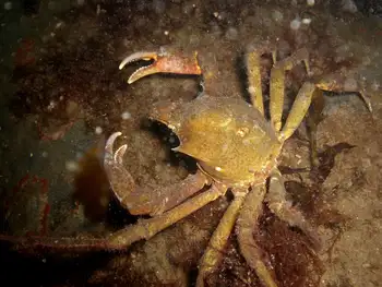 Northern Kelp Crab