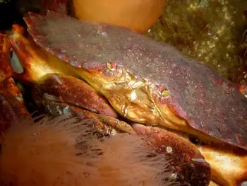 Red Rock Crabs