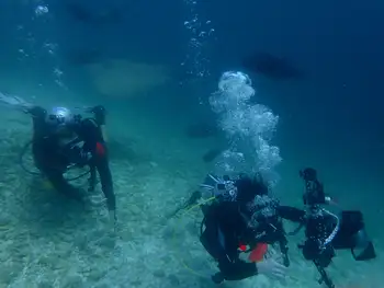 Sting Rays
