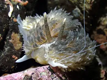 Shaggy Mouse Nudibranch