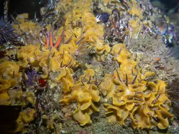 Brittle Stars