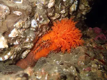 Red Sea Cucumber