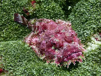 Pacific Stonefish