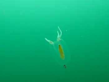 tiny red sausage jelly