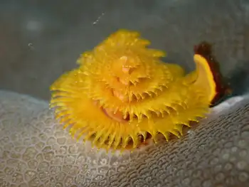 Christmas Tree Calcareous Tube Worm