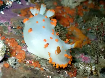 Bold Clown Nudibranch