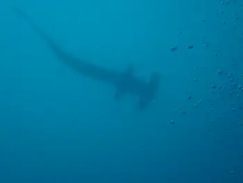 Hammerhead Shark