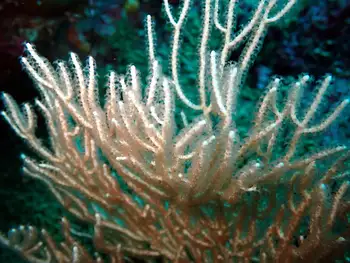 Fan Coral