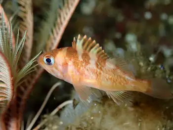 Young of Year Rockfish