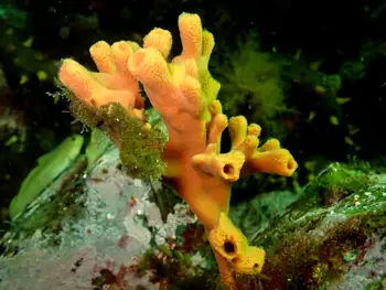 Glove Sponge