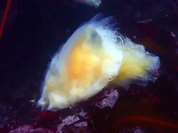 Egg Yolk Jelly
