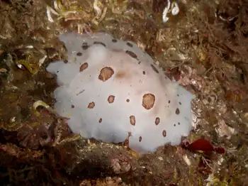 Leopard Nudibranch