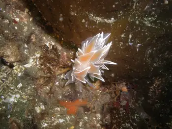 Alabaster Nudibranch