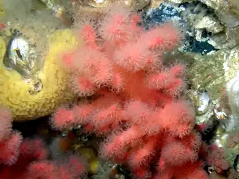 Red Soft Coral