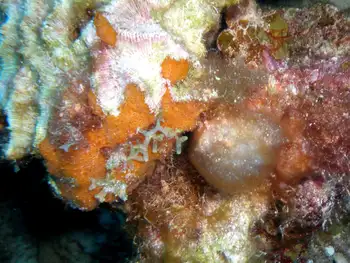 orange lumpy encrusting sponge