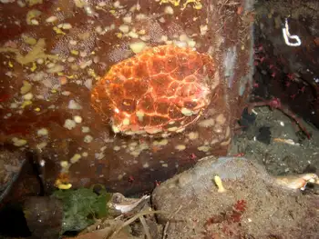 Red Creeping Pedal Sea Cucumber