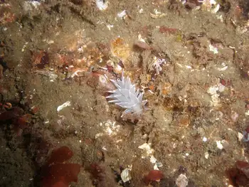 Alabaster Nudibranch