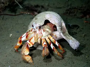 Blackeyed Hermit Crab