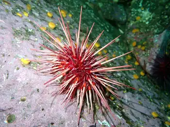 Red Sea Urchin
