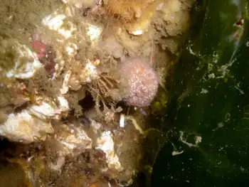 eggs hermit crab