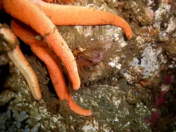 Giant Acorn Barnacle